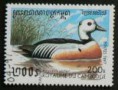 Kajka Stellerova
